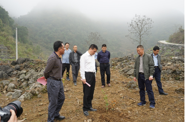 调研组在凌云县下甲镇坪山村调研