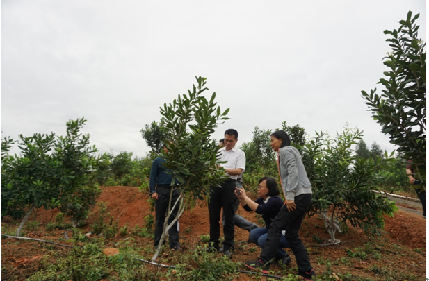 调研组在田东县祥周林场调研