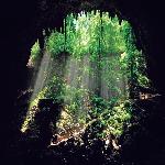 ɭ������